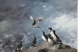 SAINT PIERRE ET MIQUELON - La Faune De St Pierre Et Miquelon - Les Petits Pingouins - Saint-Pierre-et-Miquelon