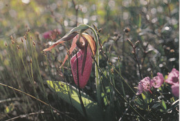 SAINT PIERRE ET MIQUELON - La Flore De St Pierre Et Miquelon - Orchidée, Sabot De Vénus - Saint-Pierre-et-Miquelon