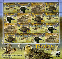 207322 MNH TOKELAU 2007 AVES DEL PACIFICO - Tokelau