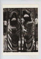 Andràs Tokaji Photographe "Faim"1965 Zèbre Budapest - Coll Artistes Photographes Hongrois French Collection Cp Vierge - Zebras