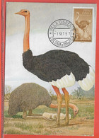 OISEAUX AUTRUCHES SAHARA ESPAGNOL CARTE MAXIMUM DE 1957 - Straussen- Und Laufvögel