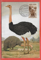 OISEAUX AUTRUCHES SAHARA ESPAGNOL CARTE MAXIMUM DE 1954 - Struisvogels