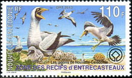 304162 MNH NUEVA CALEDONIA 2013 AVES MARINAS - Used Stamps