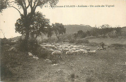 Avènes * Environs D'alès Alais * Un Coin Du Vignal * Berger Troupeau Moutons - Alès