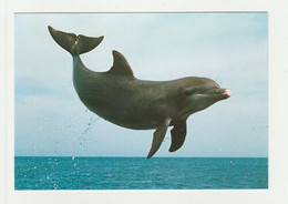 DAUPHIN Carte Postale N° 36 SAUT ENVOLEE - Dauphins