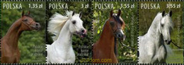 206639 MNH POLONIA 2007 CABALLOS - Ohne Zuordnung