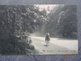 BOIS DE LA CAMRE  UNE ALLEE - Forêts, Parcs, Jardins