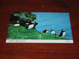 55965-                   PUFFINS, SHETLAND ISLES  / DIEREN / ANIMALS / TIERE / ANIMAUX / ANIMALES - Other & Unclassified