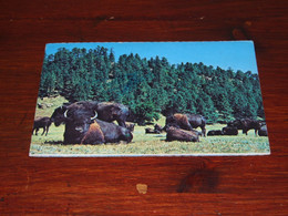 55969-                  BUFFALO HERD, BLACK HILLS, SOUTH DAKOTA  / DIEREN / ANIMALS / TIERE / ANIMAUX / ANIMALES - Sonstige & Ohne Zuordnung