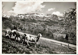 Motiv Am Grabserberg - Animals - Sheep - 999 - Old Postcard - Switzerland - Used - Grabs