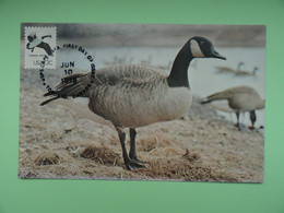 CARTE MAXIMUM CARD  OIE DU CANADA ETATS-UNIS - Geese