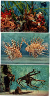 Aquarium De Monaco - 3 Cartes - Poulpe Pieuvre Poisson Coraux - édit. ADIA Nice - !! Légers Défauts Au Verso - Ozeanographisches Museum