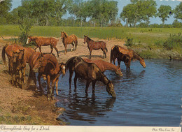 Thoroughbreds Stop For A Drink - Other & Unclassified
