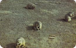 CPA Animaux - Prairie Dogs In Prairie Dog Town At The Devils Tower National Monument - Norheastern Wyomming - Autres & Non Classés