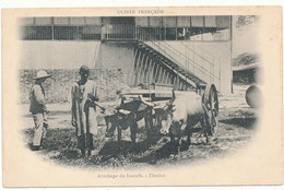 GUINEE, TIMBO - Attelage De Boeufs - Guinée