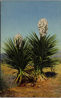 Cactus Spanish Bayonet Or Lamparas De Dios Lord's Candle Curteich - Cactus