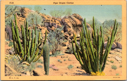 Cactus Pipe Organ Cactus 1941 Curteich - Cactussen