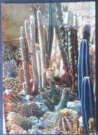 ►.  CACTUS. Jardin Exotique De La Côte D'Azur - Cactussen