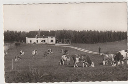 "" LE SORBIER ""  Le Platelet-Les-Rousses  (39) Vaches   -90x140 -  Dentelée Glacée -  Photo-carte - Beaufort