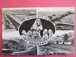 Angleterre - Having Fun At Brighton - Chiens Cocker - 1961 - R/verso - Brighton