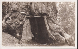 AK.  YOSEMITE NATIONAL PARK, CALFORNIA, Baumtunnel " WAWONA " - Yosemite