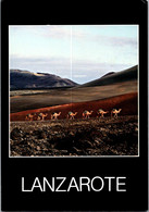 (2 M 33) Spain - Island Of Lanzarote (with Camel) - Lanzarote