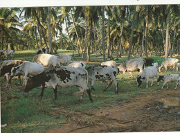 BENIN.....vaches Sous Les Cocotiers    Edit Tropic Photo No 8 - Benin