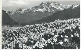 Switzerland Postcard Champ De Narcisses Et Dents Du Midi - Cham