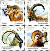 301322 MNH RUSIA 2013 FAUNA DE RUSIA. CABRAS Y CARNEROS SALVAJES - Oblitérés