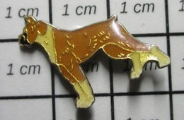 810F Pin's Pins / Beau Et Rare /  ANIMAUX / CHIEN BOXER S'APPRETANT A FAIRE LE POIRIER ! - Animaux