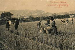 Golf Juan * Une Culture D'oeillets De La Maison D'exportation Hte AUSSEL , O. Et Ses Fils * Thème Parfum - Andere & Zonder Classificatie