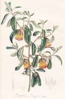 Diplolaena Dampierl - Australia Australien Blume Flower Blume Botanical Botanik Botanical Botany - Prenten & Gravure