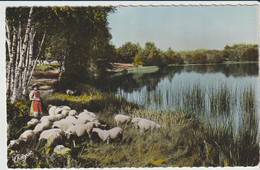 NANTIAT ( 87 - Haute Vienne)  Etang Des Vergnes - Bergère Et Ses Moutons - Nantiat