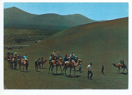 LA ISLA DE LOS VOLCANES, CARAVANA DE CAMELLOS.-  LANZAROTE / ISLAS CANARIAS.- ( ESPAÑA ). - Lanzarote