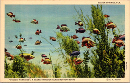 Florida Silver Springs Fishes' Paradise Scene Through Glass Bottom Boats - Silver Springs