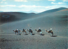 Spain Postcard Islas Canaries Lanzarote Camels In The Fire Mountain - Lanzarote