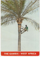 The Gambia - West Africa - Climbing The Palm Tree - (1989) - Gambia