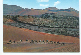 LA ISLA DE LOS VOLCANES, CARAVANA DE CAMELLOS.-  LANZAROTE / ISLAS CANARIAS.- ( ESPAÑA ). - Lanzarote