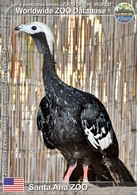 326 Santa Ana ZOO, US - Trinidad Piping-guan (Pipile Pipile) - Santa Ana