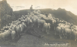 Freibettenfond Fur Unbemittelte Lungenkranke Postchreck X 1094 Davos Shepards Sheep Photo Postcard Moutons Suisse - Altri & Non Classificati