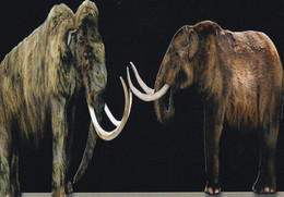 A22170 - Mammoths Prehistory Post Card Unused - Storia