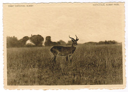 Uganda Kob. Plaine Du Lac Leonard, Parc National Albert (pk81390) - Uganda