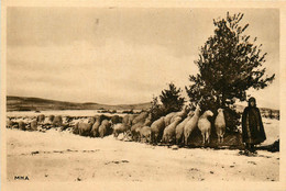 La Creuse Pittoresque * Paysage En Hiver * Berger Bergère Métier Troupeau - Autres & Non Classés