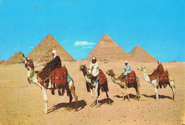 47832. Postal GIZA (Egypte) Vista De Las Tres Piramides Y Camelleros - Pyramides