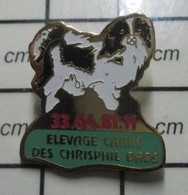 3319 Pin's Pins / Beau Et Rare / ANIMAUX / CHIEN CAVALIER KING CHARLES ? ELEVAGE DES CHRISPHIL DAOS - Animaux