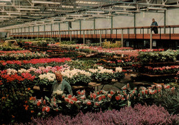 CPM - AALSMEER - Centrale Aalsmeerse Veiling - Halles échantillonnage Des Plantes En Pots ... LOT 3 CP à Saisir - Aalsmeer