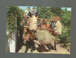 Cp, Agriculture , Attelage De Mules Dans Les Landes De Gascogne , Vierge - Teams