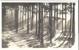 Leica Aufn. A. D. Dahlener Heide - Morgensonne I. D. Oberheide - Von 1952 (6070) - Dahlen