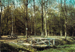 59 - Orchies - La Forêt Domaniale De Marchiennes - Orchies