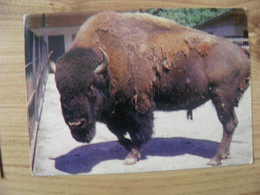 Post Card Lithuania 1977 Kaunas Zoo Animal Bison - Tortugas